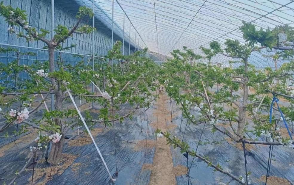 烟台招远市夏甸镇：大棚樱桃花开早 春意盎然满枝头