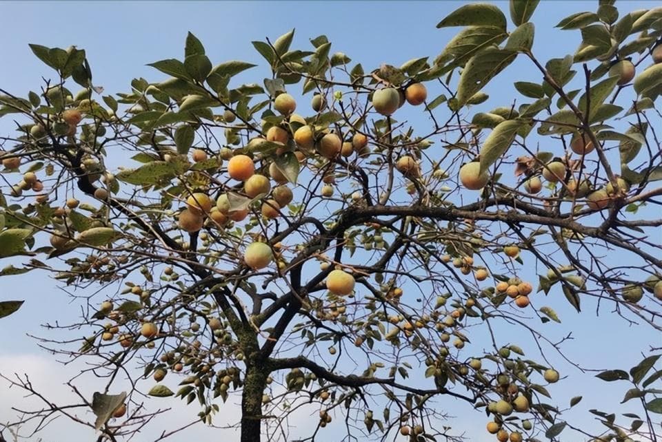 霜降之后，柿子红了，老话说“柿子头上一把刀”啥意思？有啥讲究