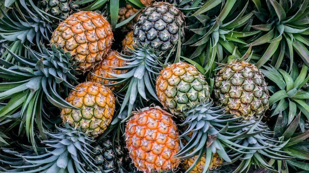 让昆明承包你的水果自由