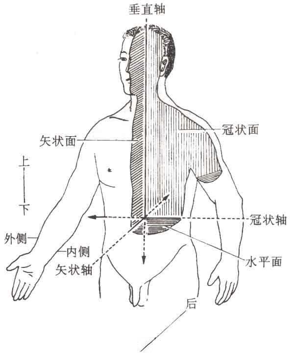 人体解剖学入门：定义、分科、发展简史与学习方法