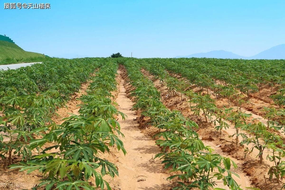 木薯什么时候种植最好