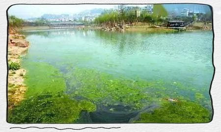 青苔问题全解析：预防与控制策略一网打尽