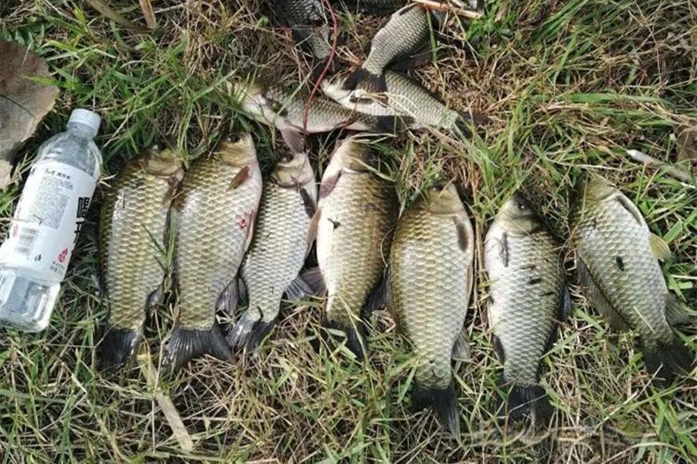 夏季野钓鲫鱼，这2种钓法必须会，不要盯着水底钓