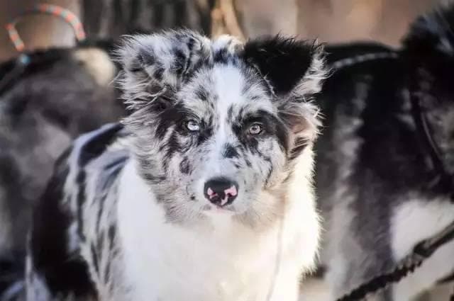 如何让边境牧羊犬不再乱叫？