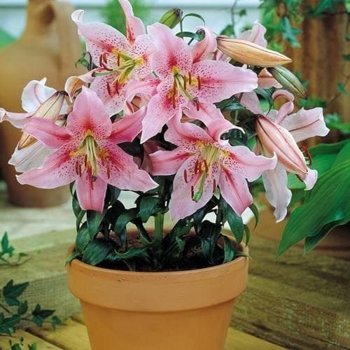 香水百合种植方法和时间（盆栽香水百合的养殖方法和注意事项）