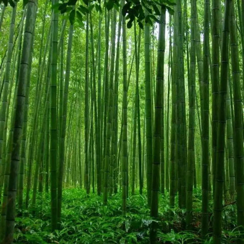 中医药店铺常备神器