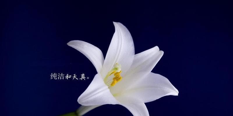 百合——纯洁与爱的象征（探寻百合的传统意义及现代诠释）