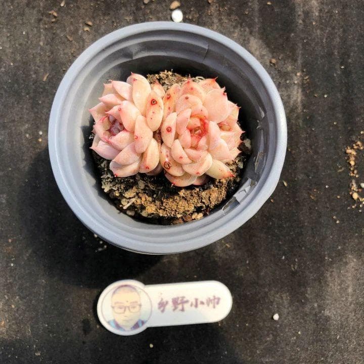 9种多肉植物的养殖方法详解：从土壤到光照的全方位指南