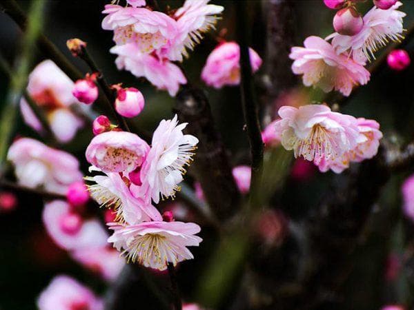 梅花的品种（最全版本）