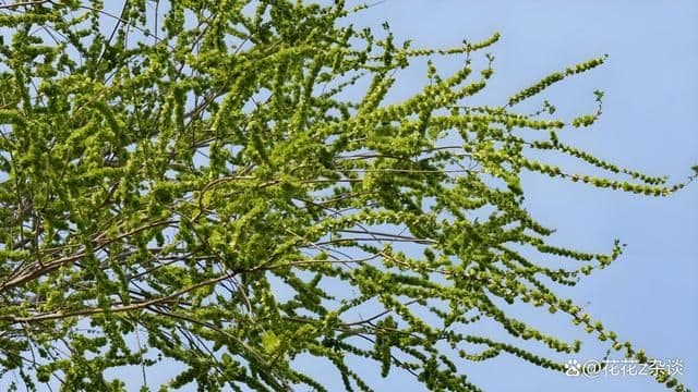 榆钱是花还是果实？榆钱有什么营养价值