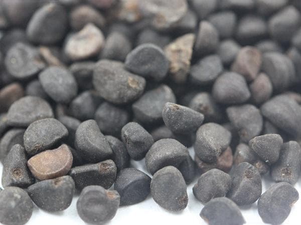 牵牛花要怎么养？三招教你养出茂盛鲜艳的牵牛花