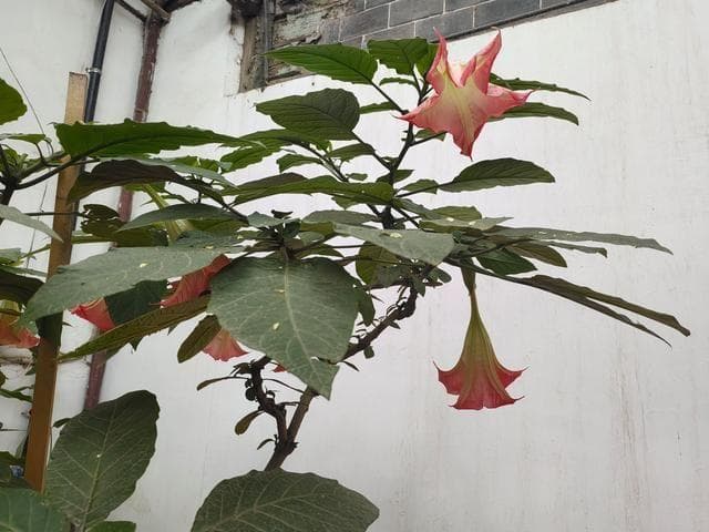 木本曼陀罗：花大香浓的观赏植物，全株有毒需谨慎