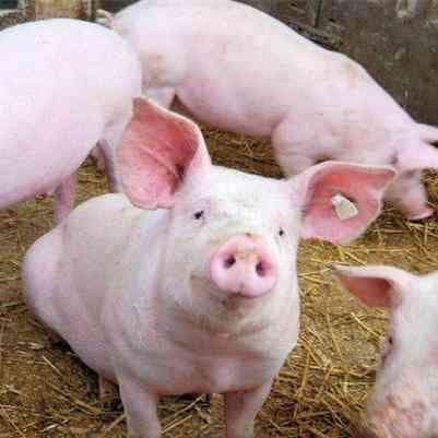 猪寄生虫感染：常见症状、类型与防治措施全解析
