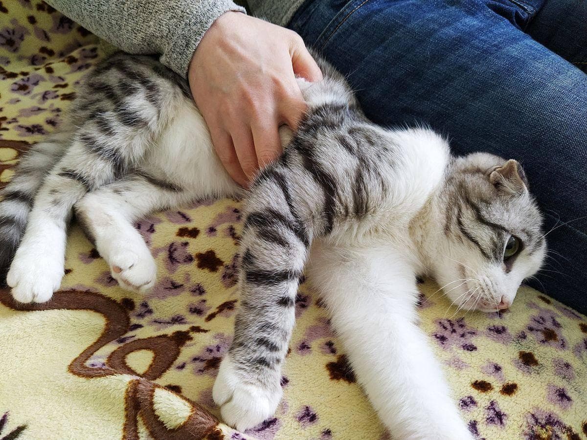 猫咪最抵触的触碰禁区，你碰过几个？