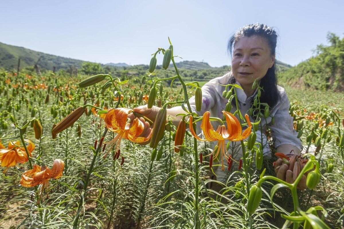 甜百合种植技术全攻略：从选地到采收的完整指南