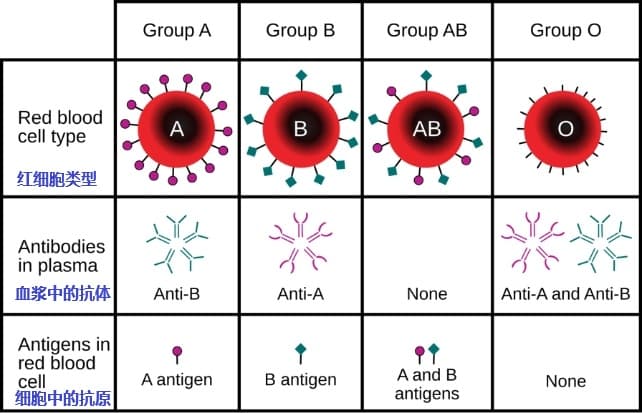 科学家发现，你的血型可能影响早发性中风的风险