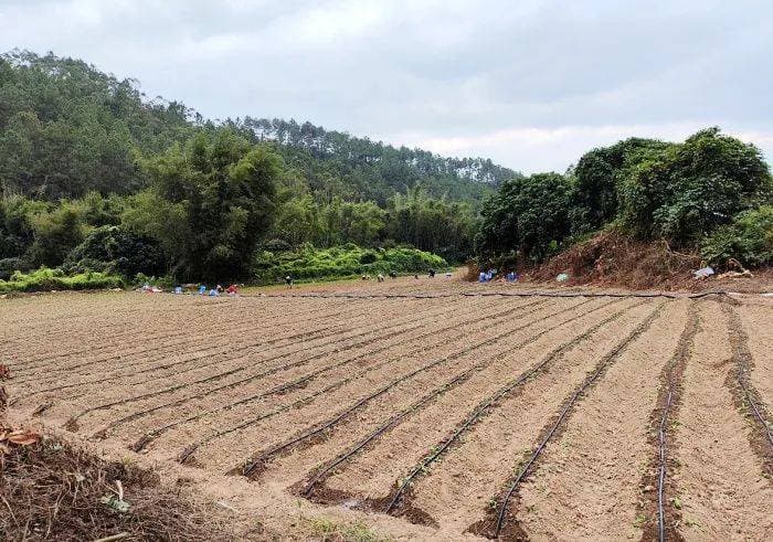 惠东梁化：党建引领唤醒134亩撂荒地