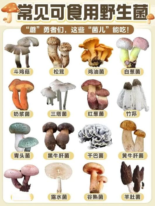 十大可食用的野生蘑菇，你都见过吗？