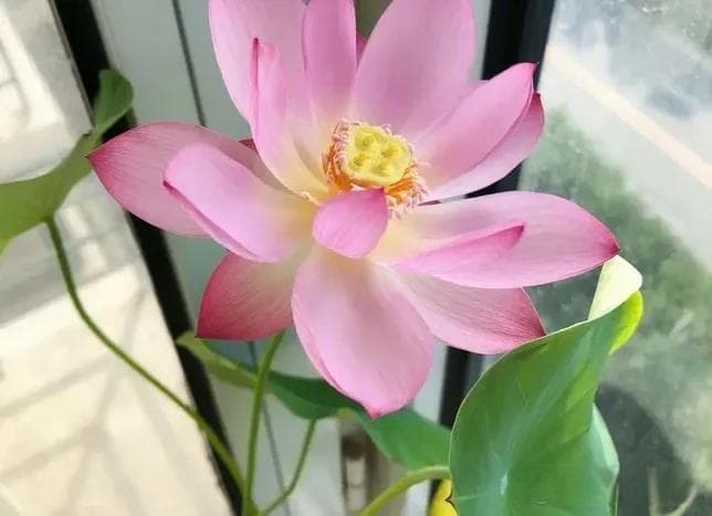秋季养花攻略：这4种花需谨慎选择，避免“白花钱”