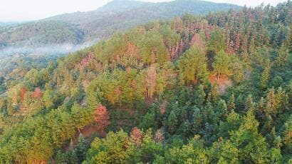 四川提前两年完成松材线虫病防治目标，探索出可持续防治模式