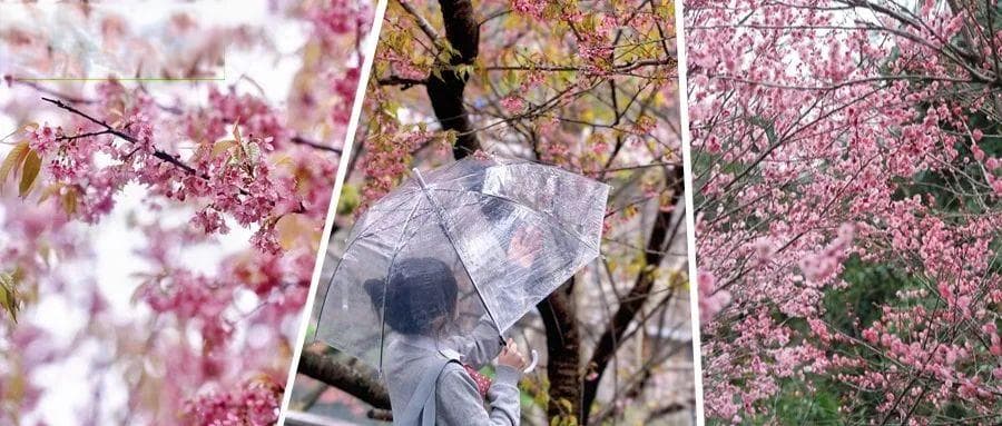 精选10个赏花宝地，地铁公交直达，春游超出片