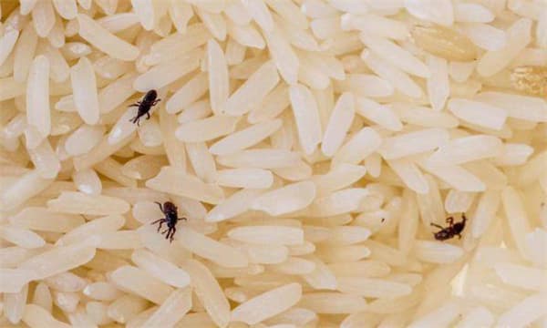 家中储存的粮食已经生虫怎么办？还可以吃吗？