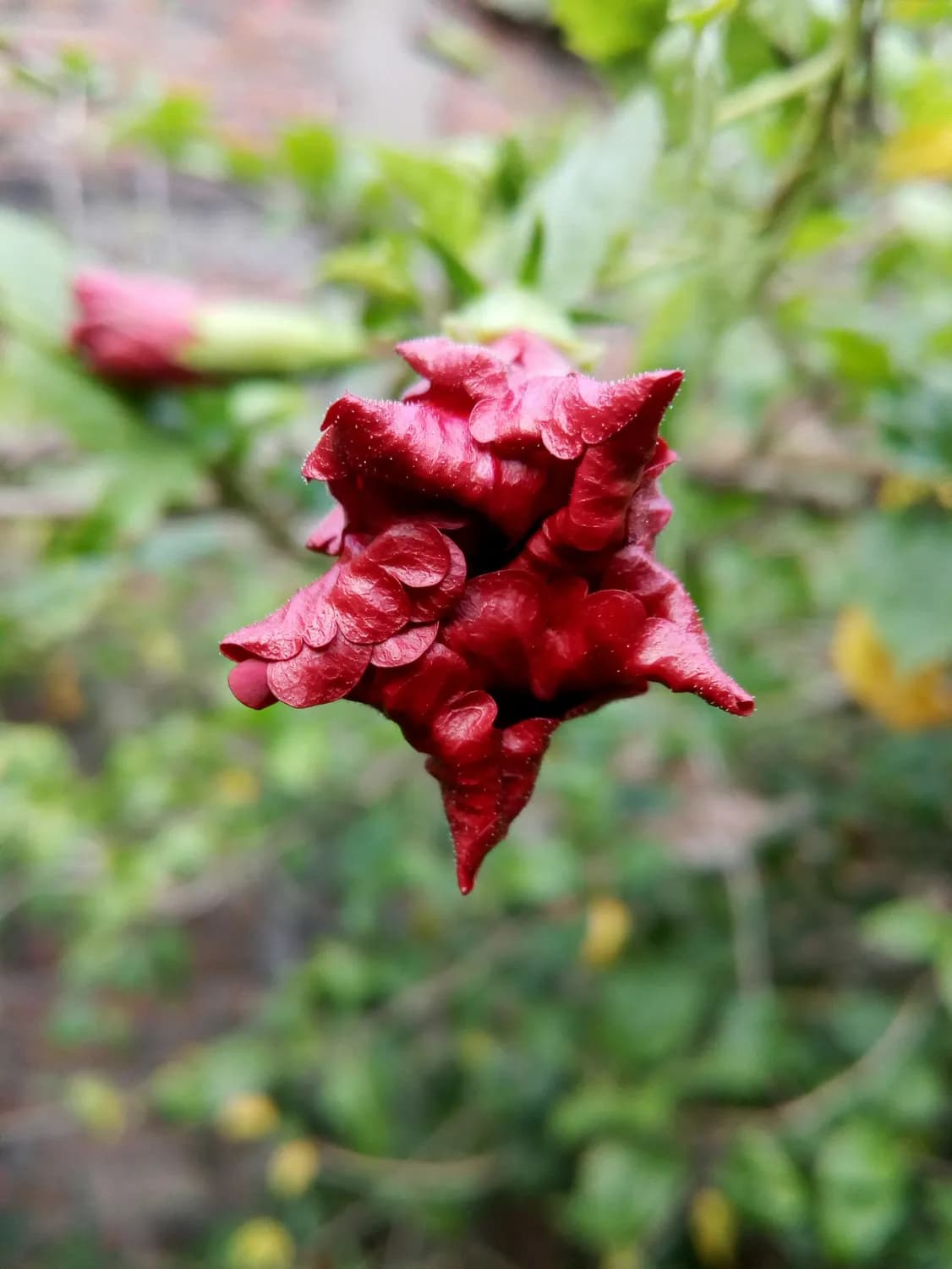 都市白领必备：洛神花茶的神奇功效