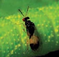 生物防治：破解农业可持续发展难题的关键技术