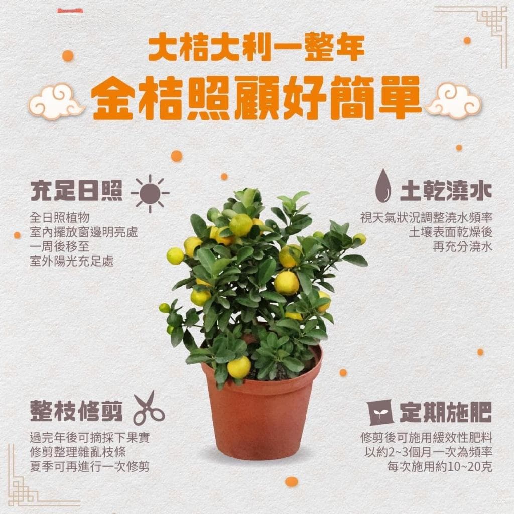 大吉大利金桔树这样照顾明年更发运 照顾4大原则好运一整年