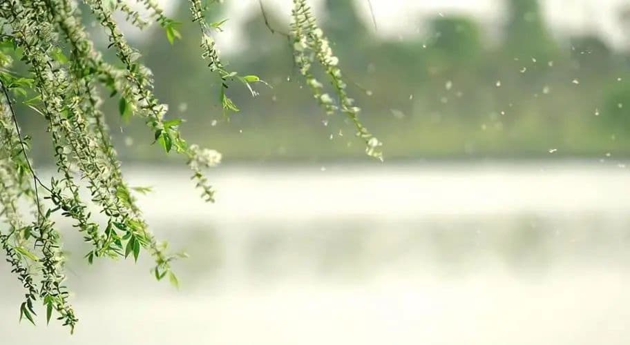 又到飞絮季！这份防护指南请收好