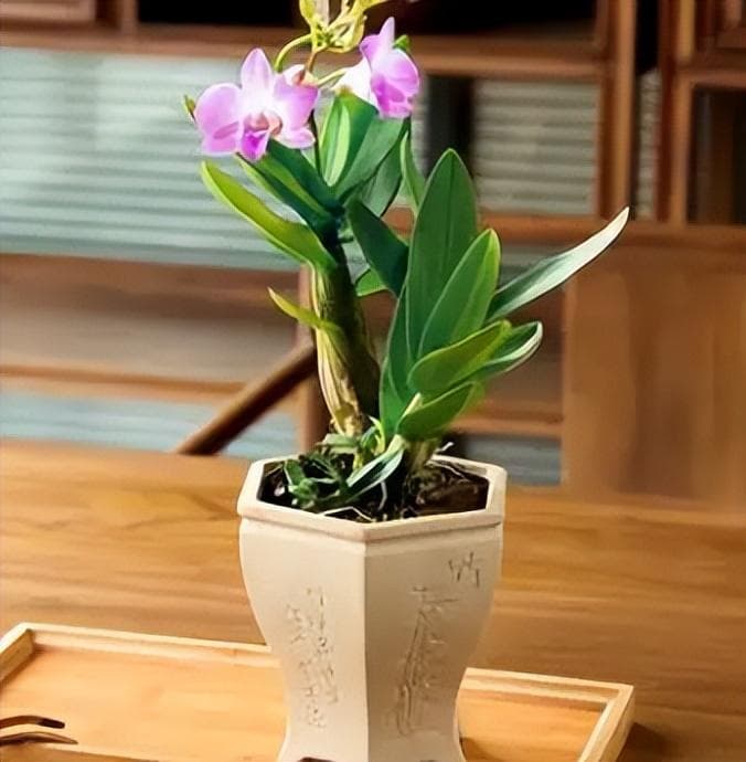 石斛兰的特点与养护指南