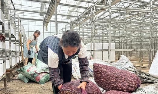 藏红花的种植条件与生长环境要求（打造适宜的生长环境，让藏红花茁壮成长）
