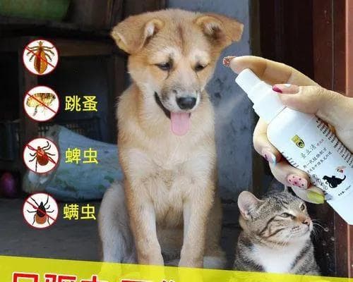 如何帮助狗狗解决频繁呕吐的问题（探寻狗狗呕吐原因及使用药物治疗方法）