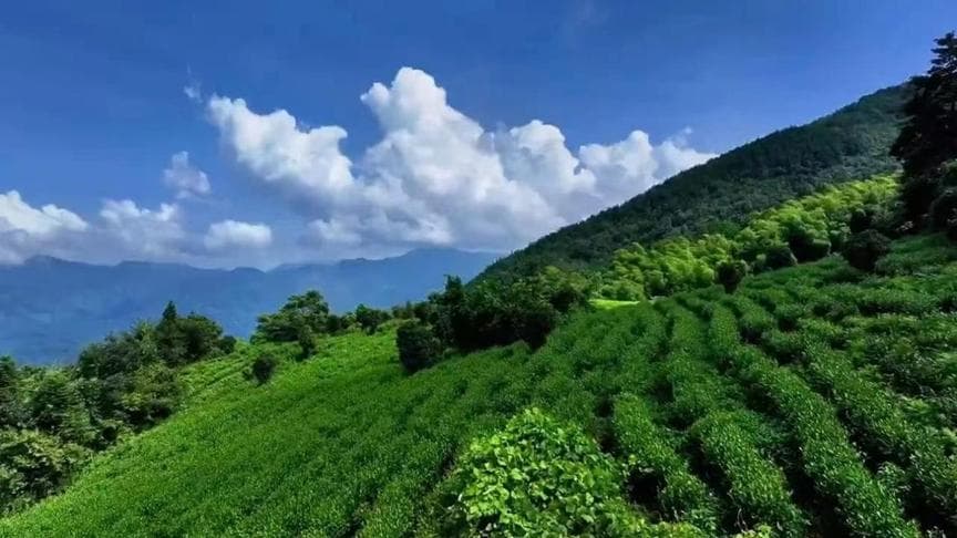 太平猴魁：生长在黄山脚下的“茶中翘楚”