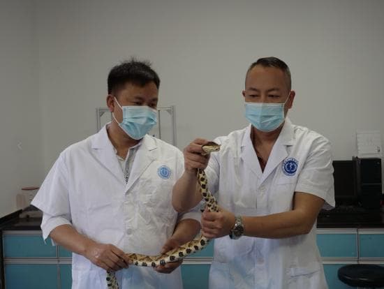 祁门蛇伤疗法何以成为“毒蛇克星”？