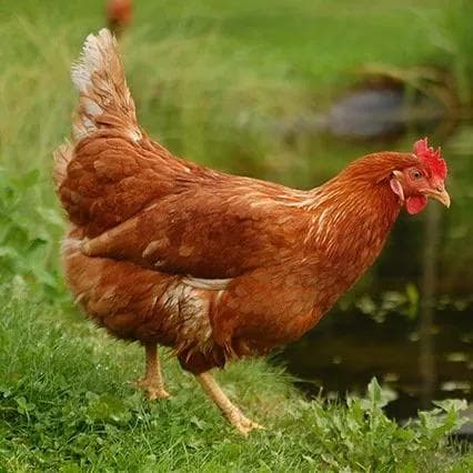饲料的种类有哪些？各种动物饲料配方大全