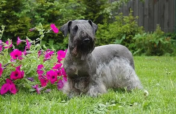 捷克梗犬草丛搜索训练指南：从基础到实战的完整教程