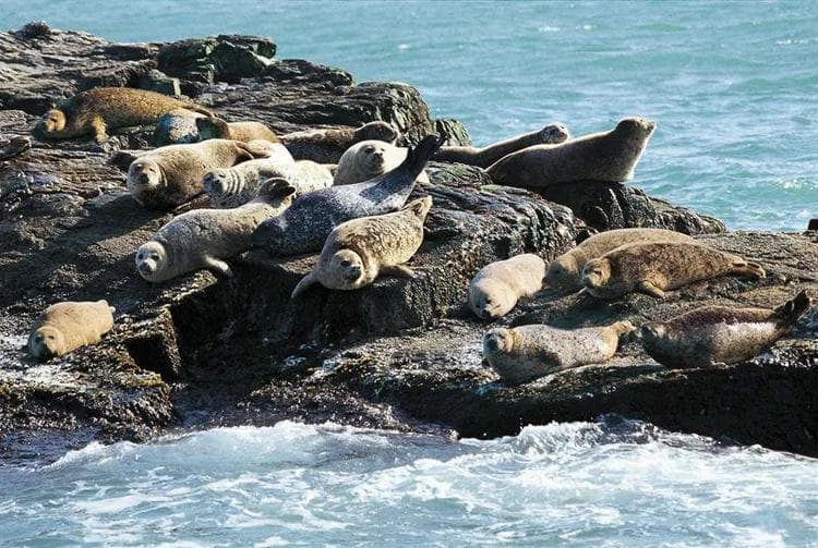 长岛：最典型的温带海洋海岛生态系统