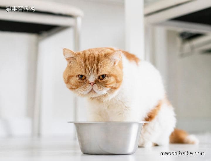 加菲猫对主人忠诚吗？ 揭秘猫界"傲娇绅士"的独特示爱方式