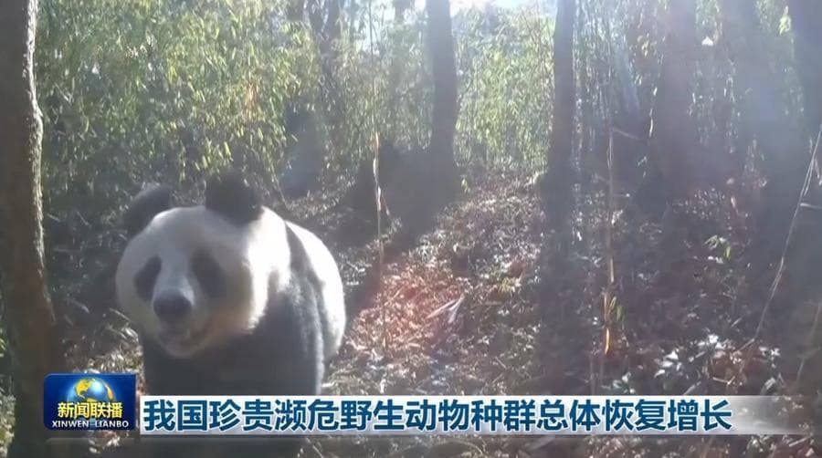 大熊猫增至1900只、东北虎增至70只，中国野生动物保护成效显著