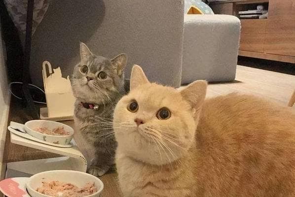 如何让宠物猫避免乱吃东西（解决宠物猫咪乱吃东西的5种有效方法）
