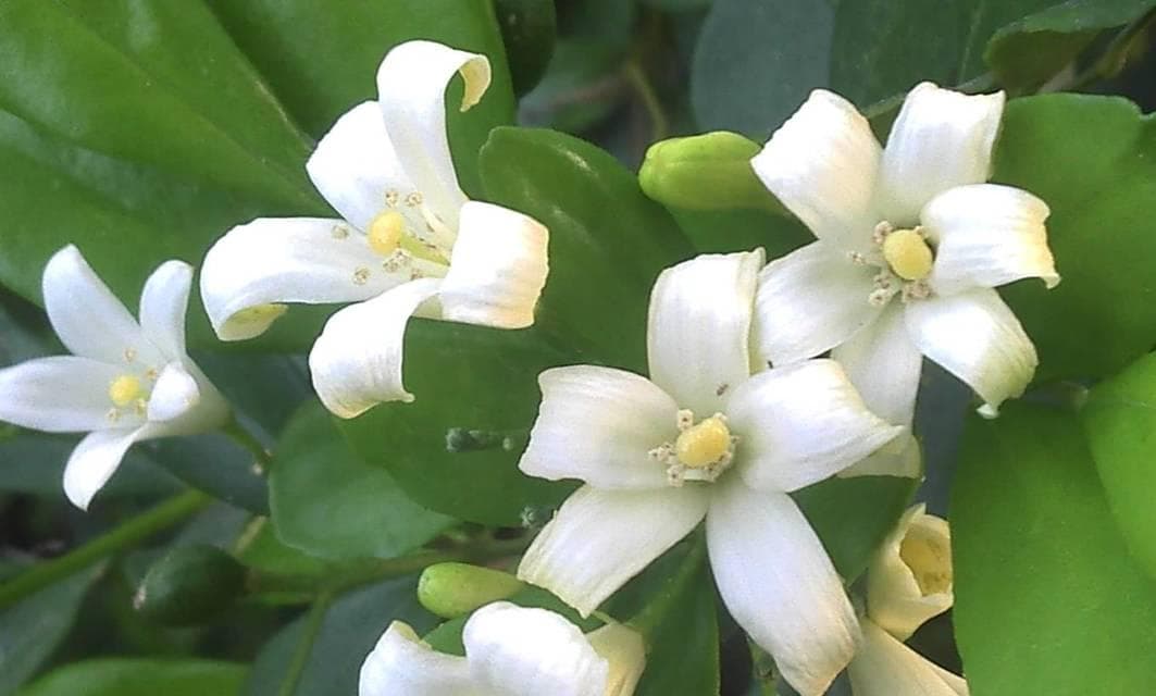 九里香花的盛开时间及花期长短（探秘九里香花的生命力与美丽）