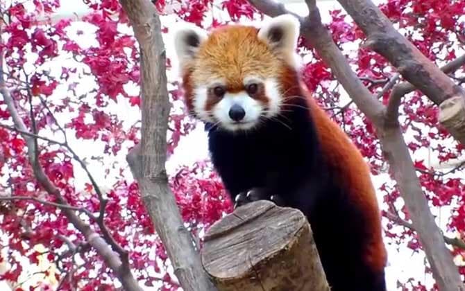小熊猫：红熊猫、九节狼的物种特征与保护现状