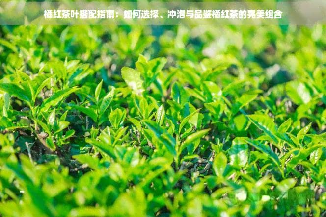 橘红茶叶搭配指南：如何选择、冲泡与品鉴橘红茶的完美组合