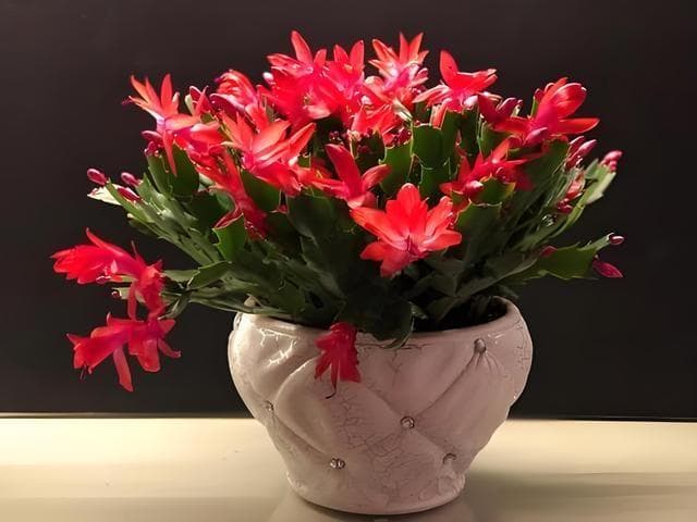 蟹爪莲喜阳还是喜阴，有哪些品种，室内种植需要注意什么？