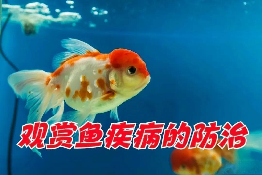观赏鱼常见疾病及防治指南
