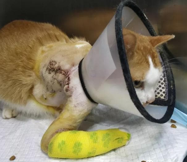 猫咪骨折怎么办？从症状识别到治疗全攻略