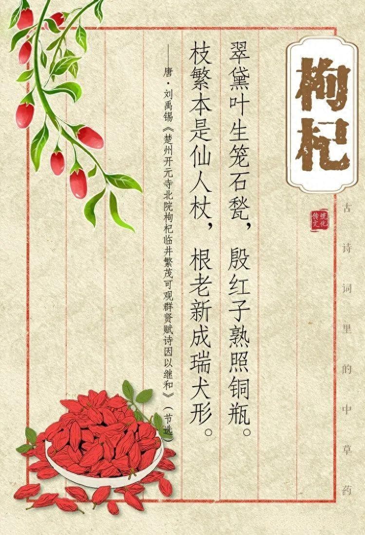 时至处暑话枸杞（跟着节气识草药）
