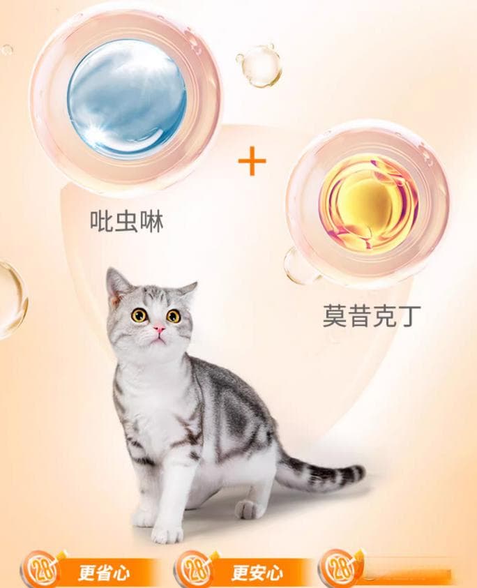 流浪猫到底怎么存活？流浪猫生存环境探讨