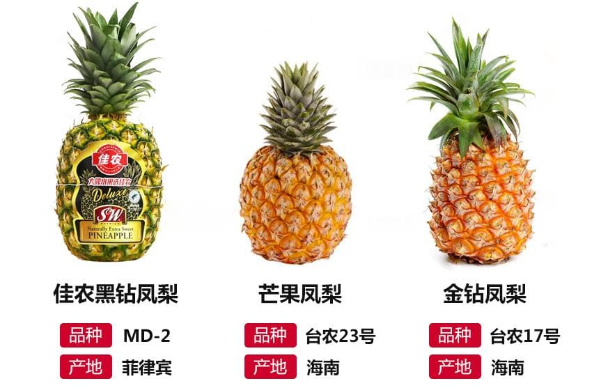 凤梨选购完全指南：三种主流品种对比与选购要点